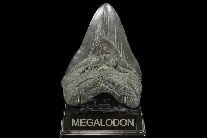 Fossil Megalodon Tooth - South Carolina #127738